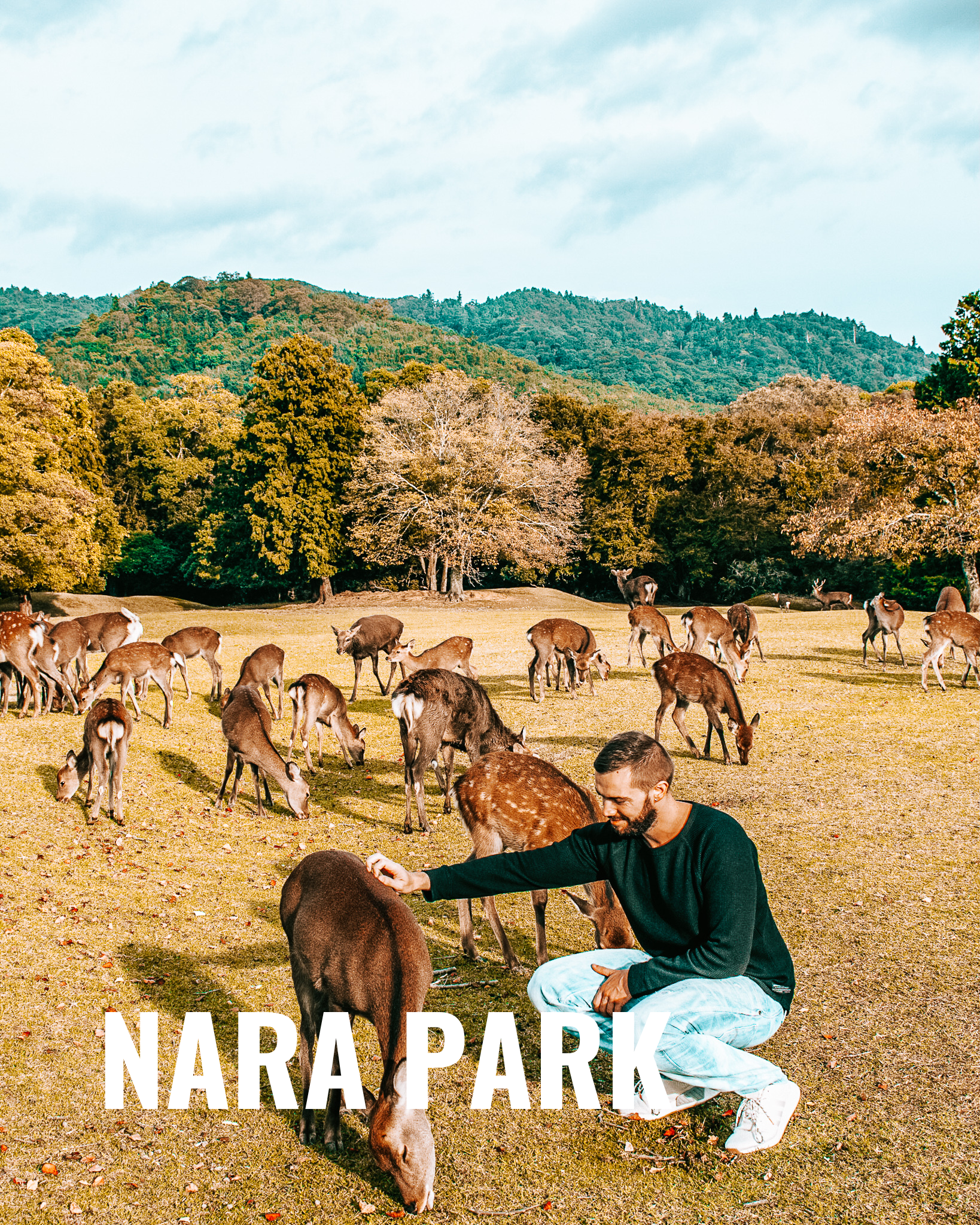 Visiting Deers in Nara Park, Japan fushimi inari