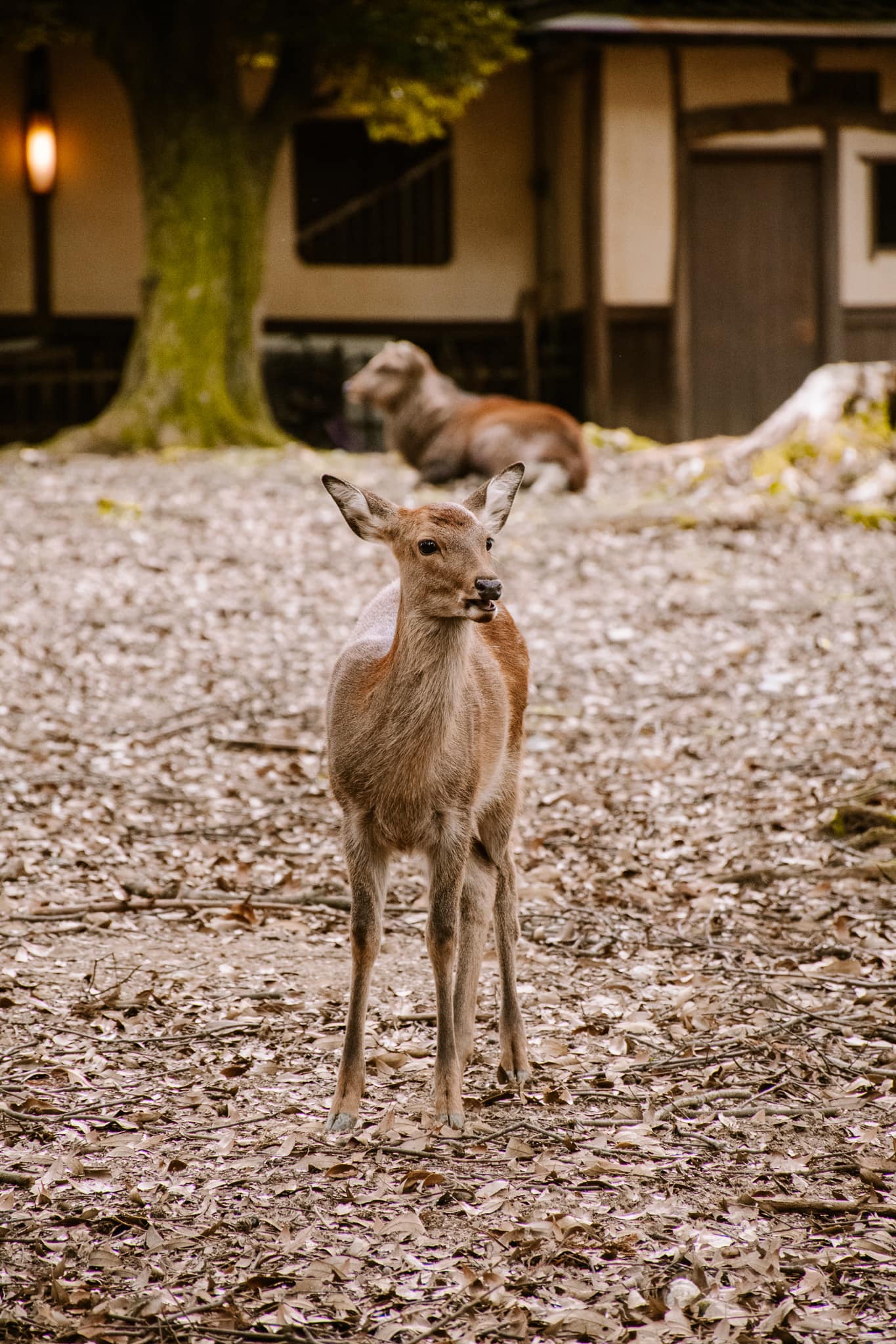 nara park kyoto japan