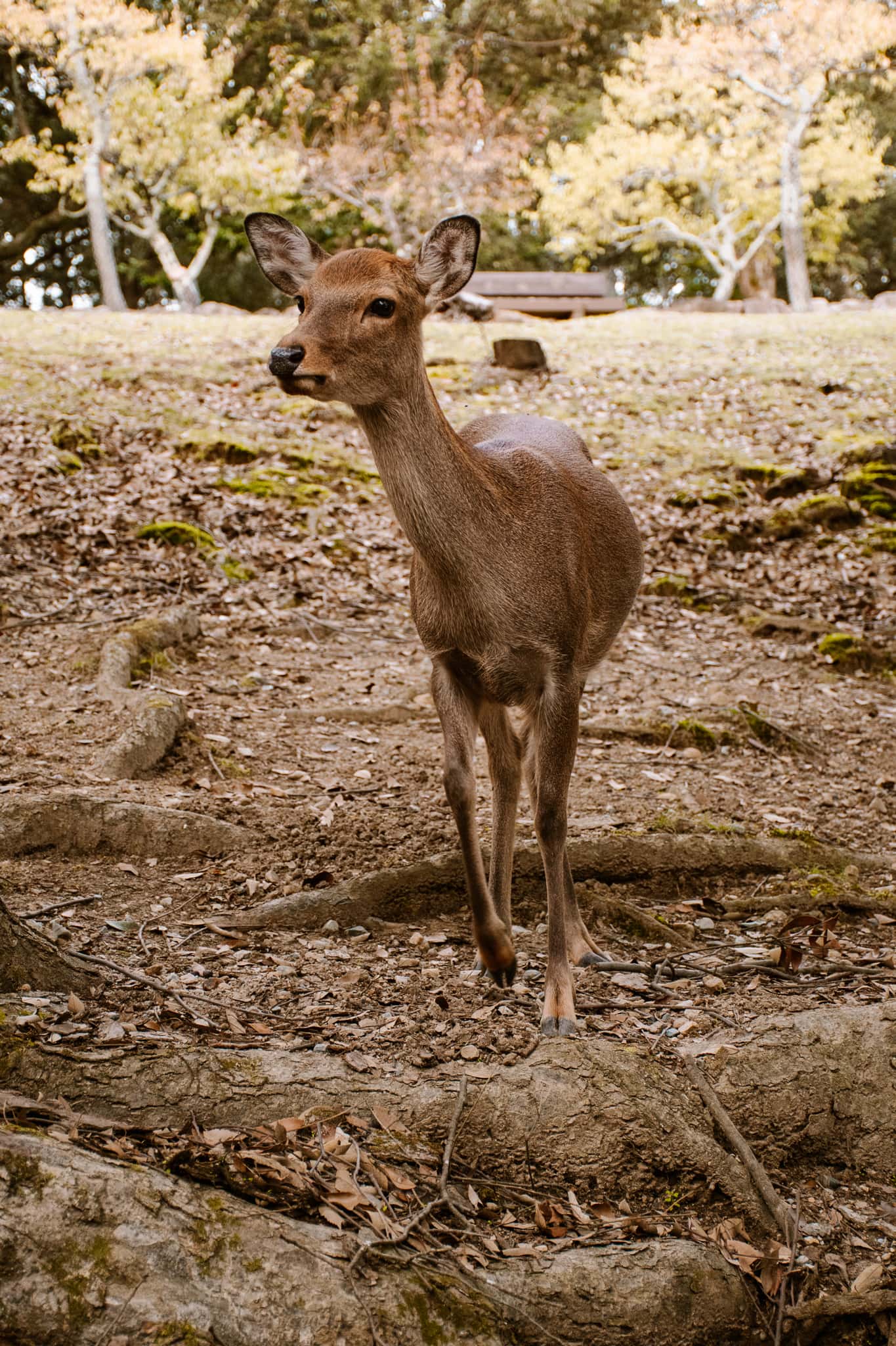 nara park kyoto japan