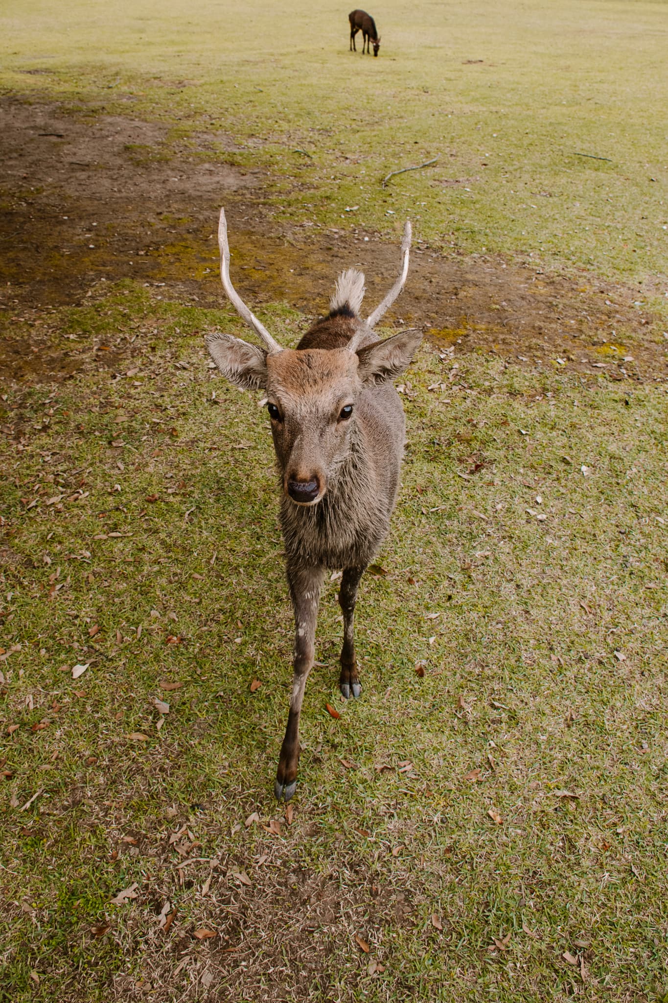 nara park kyoto japan