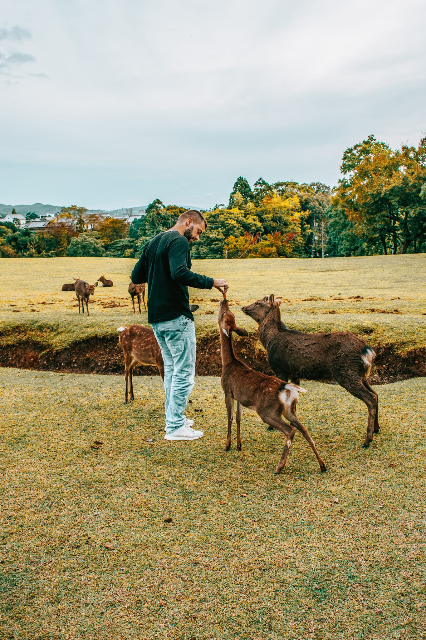 nara park kyoto japan