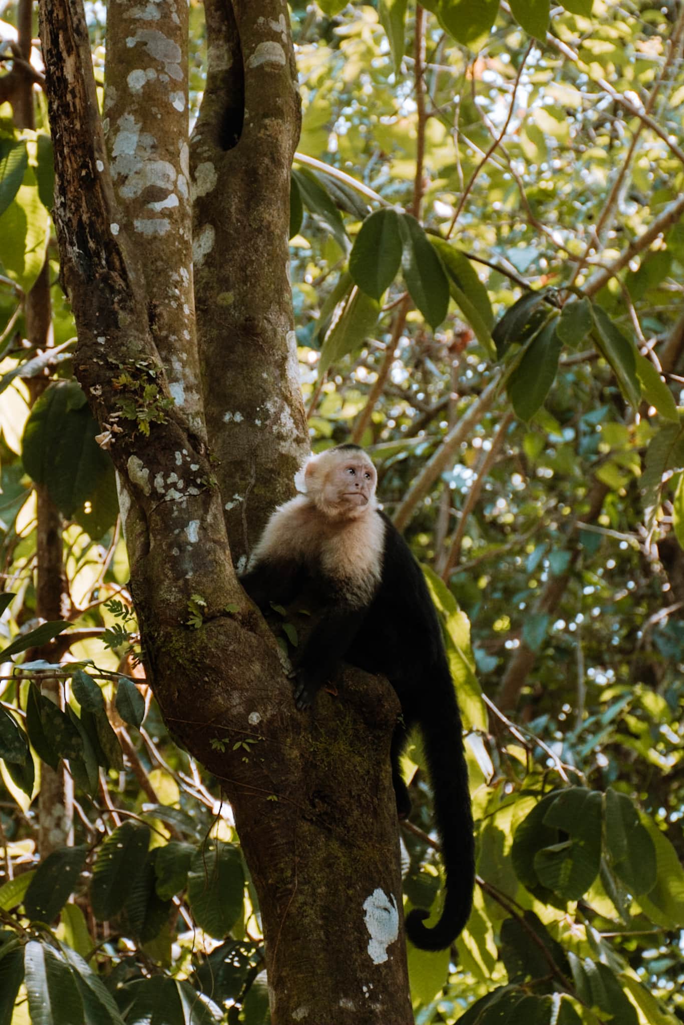 manuel antonio national park costa rica