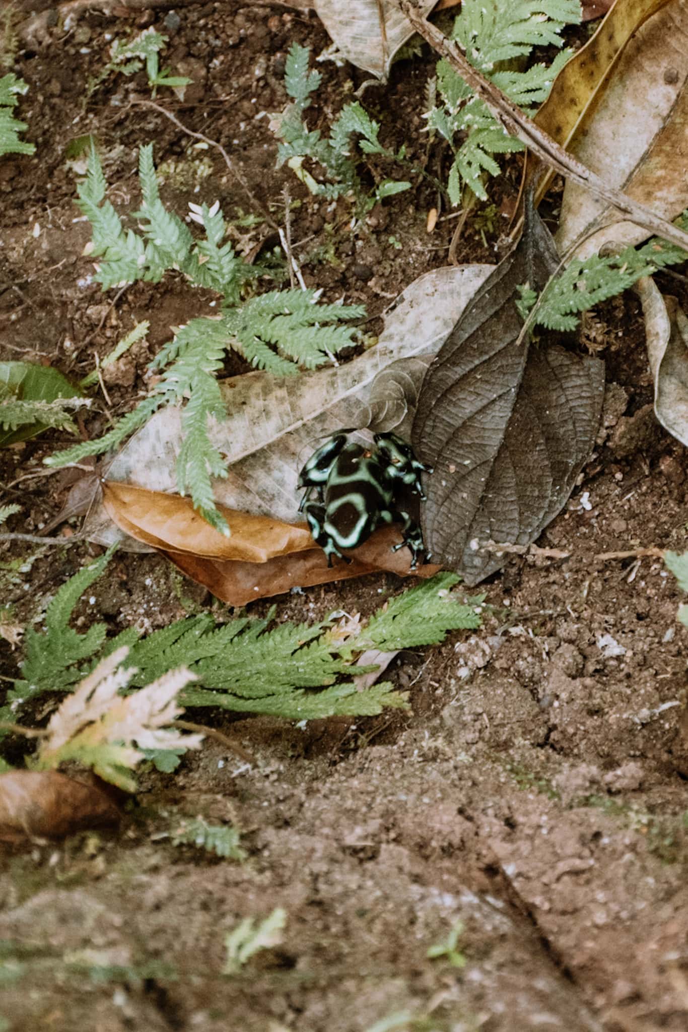 manuel antonio national park costa rica