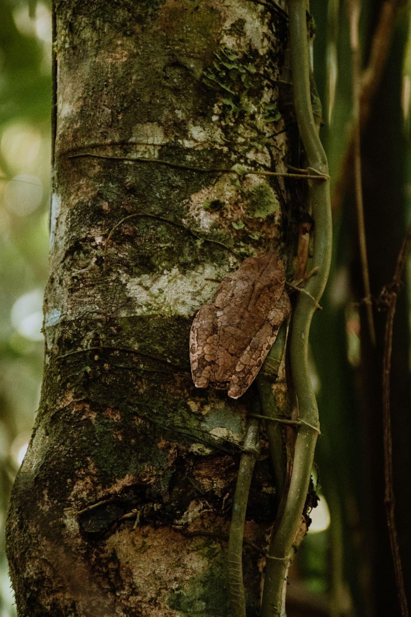 manuel antonio national park costa rica