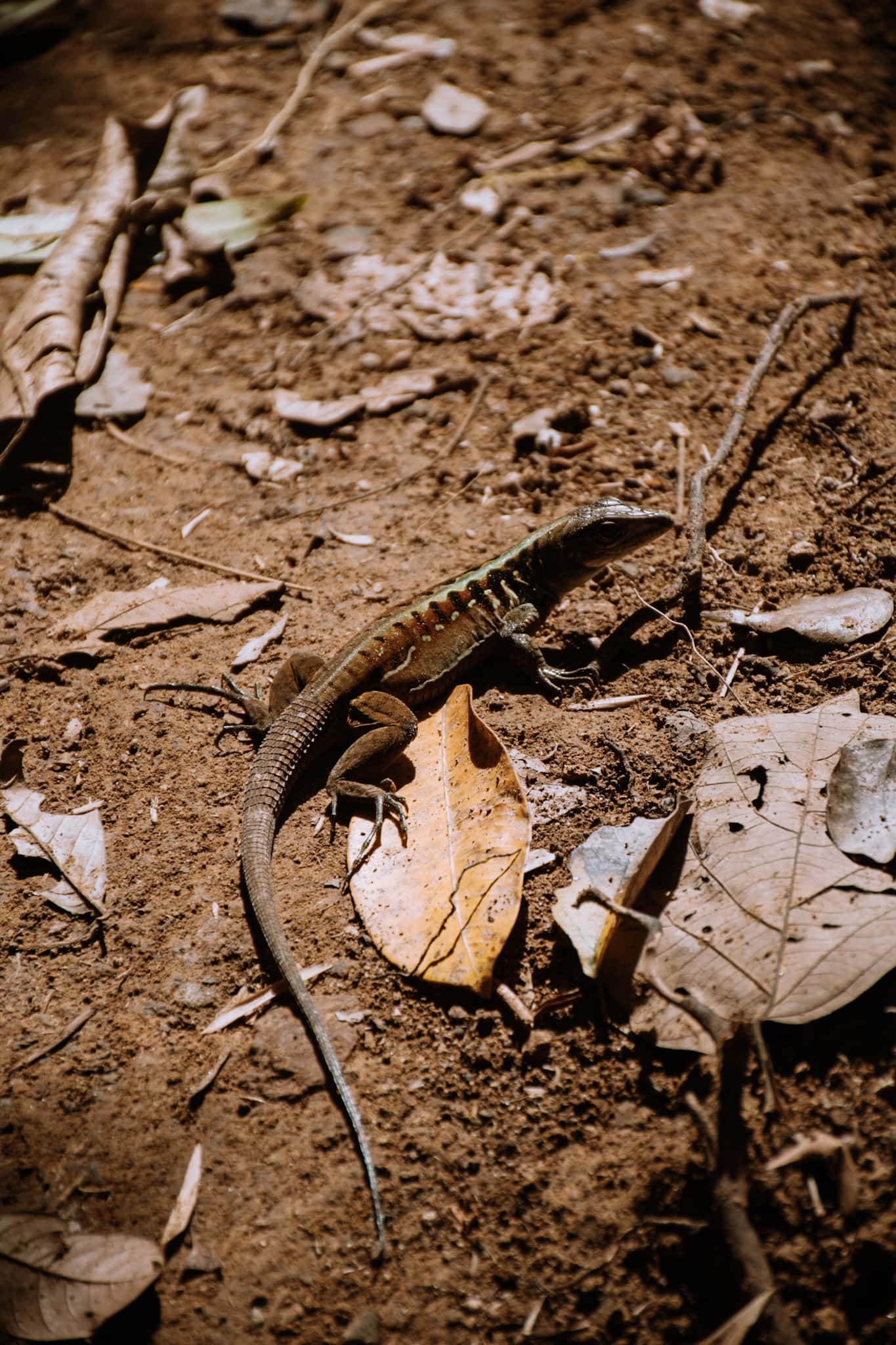 manuel antonio national park costa rica