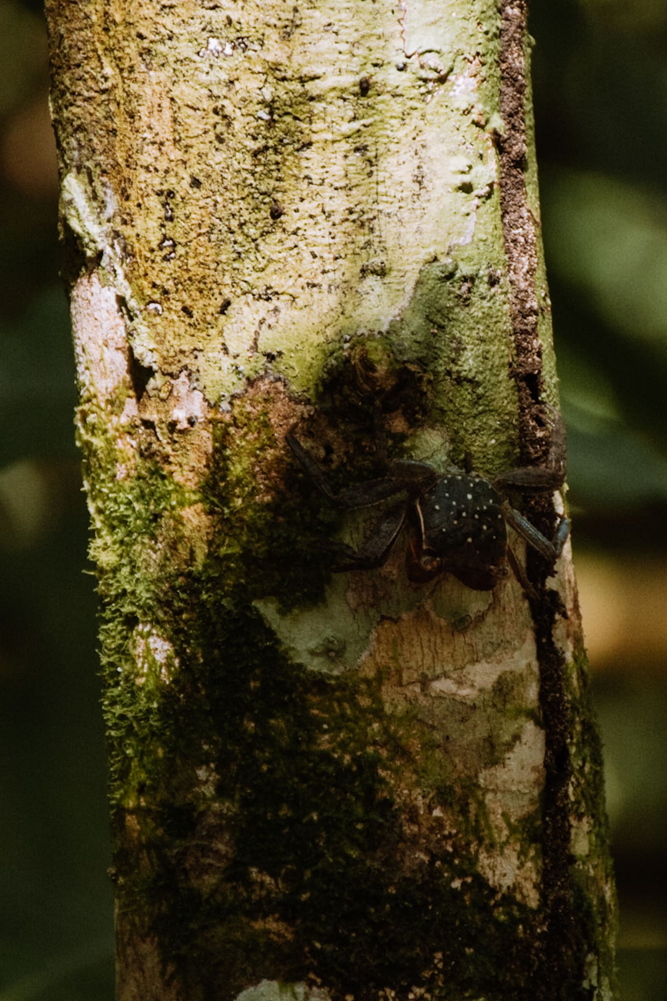 manuel antonio national park costa rica