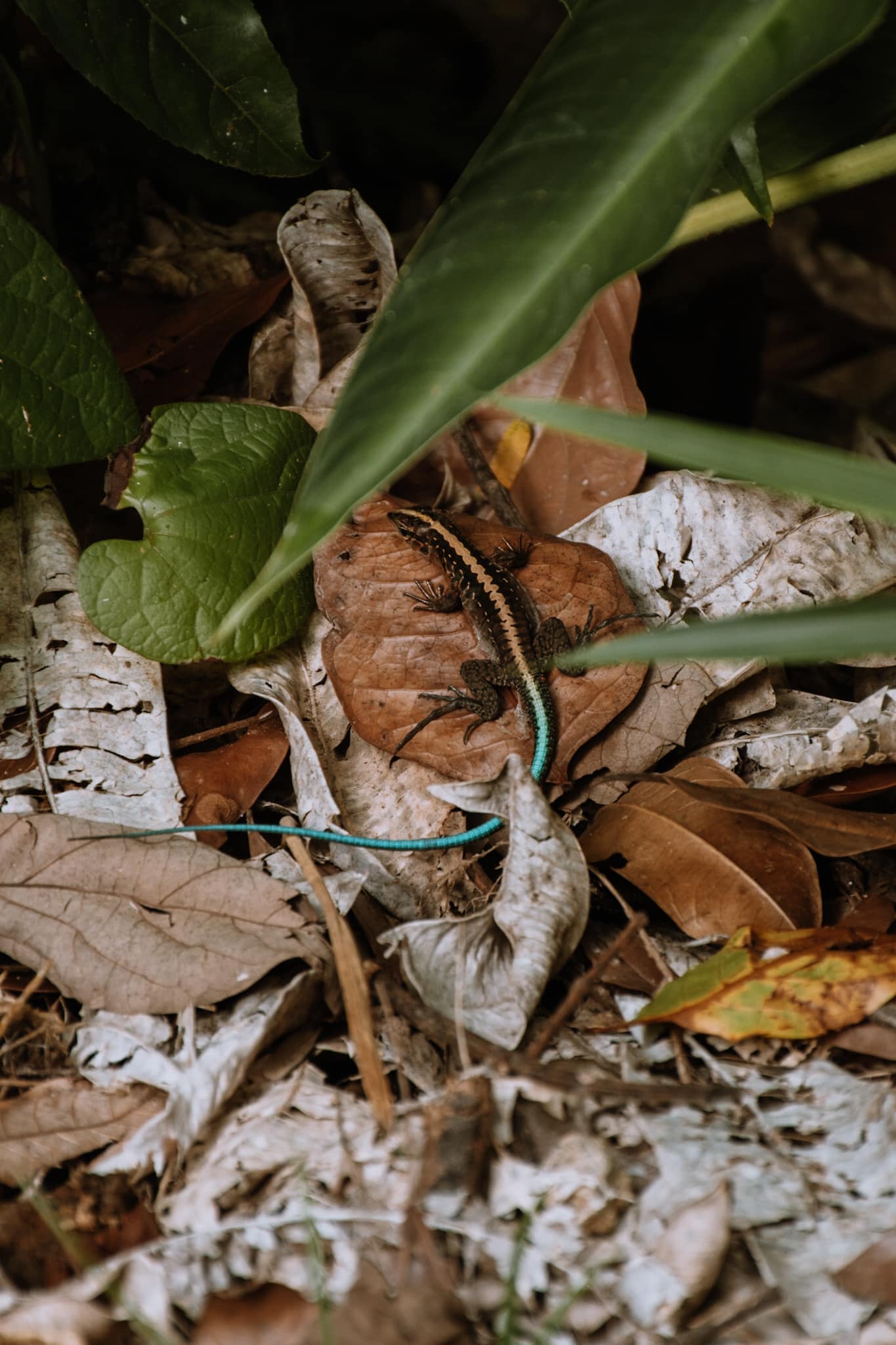 manuel antonio national park costa rica