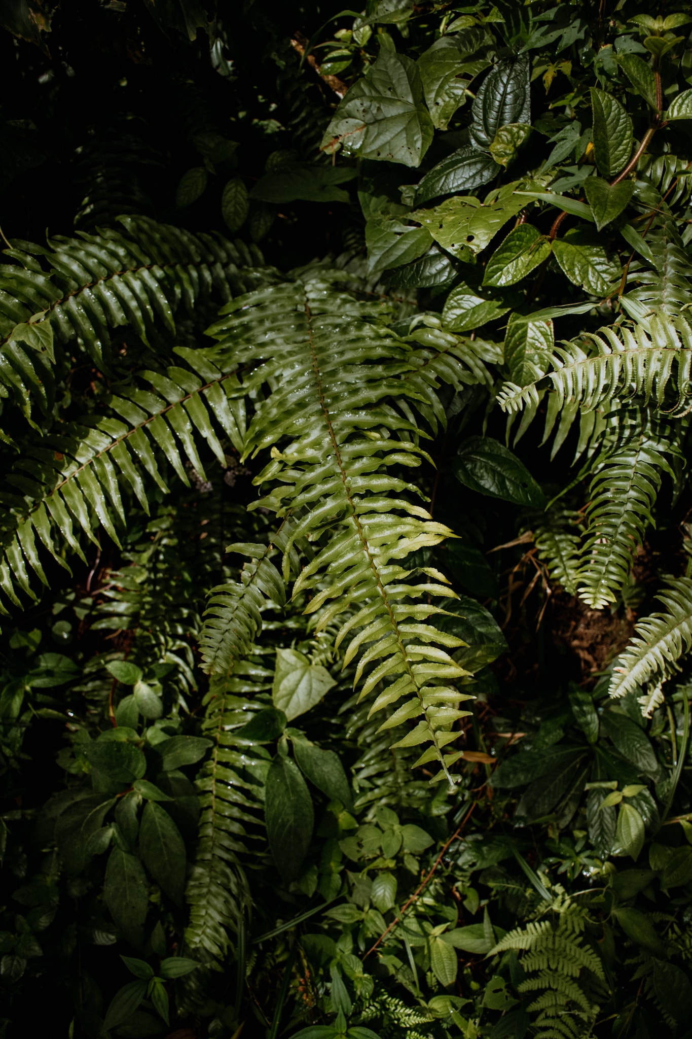 la fortuna costa rica