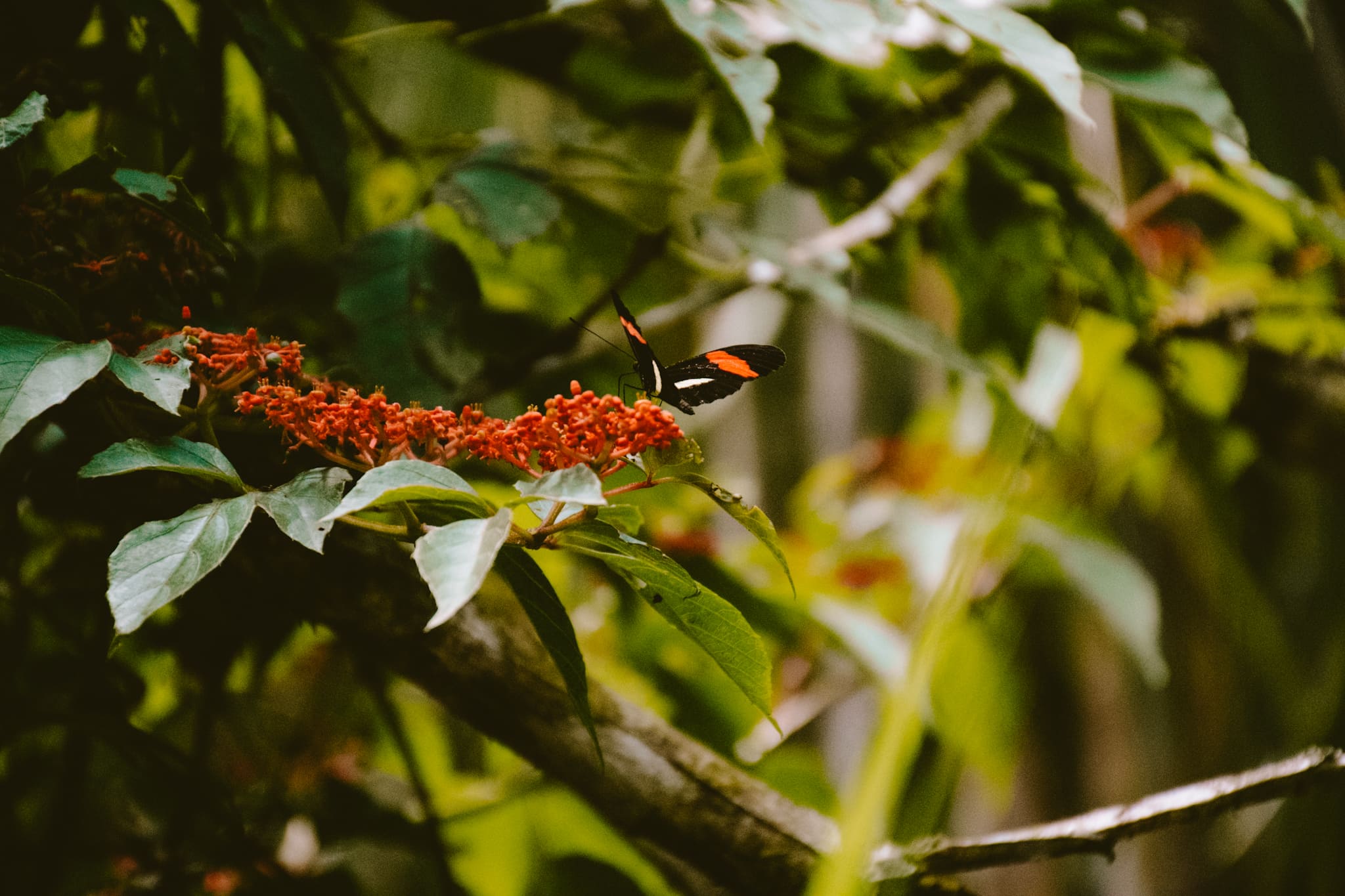 la fortuna costa rica