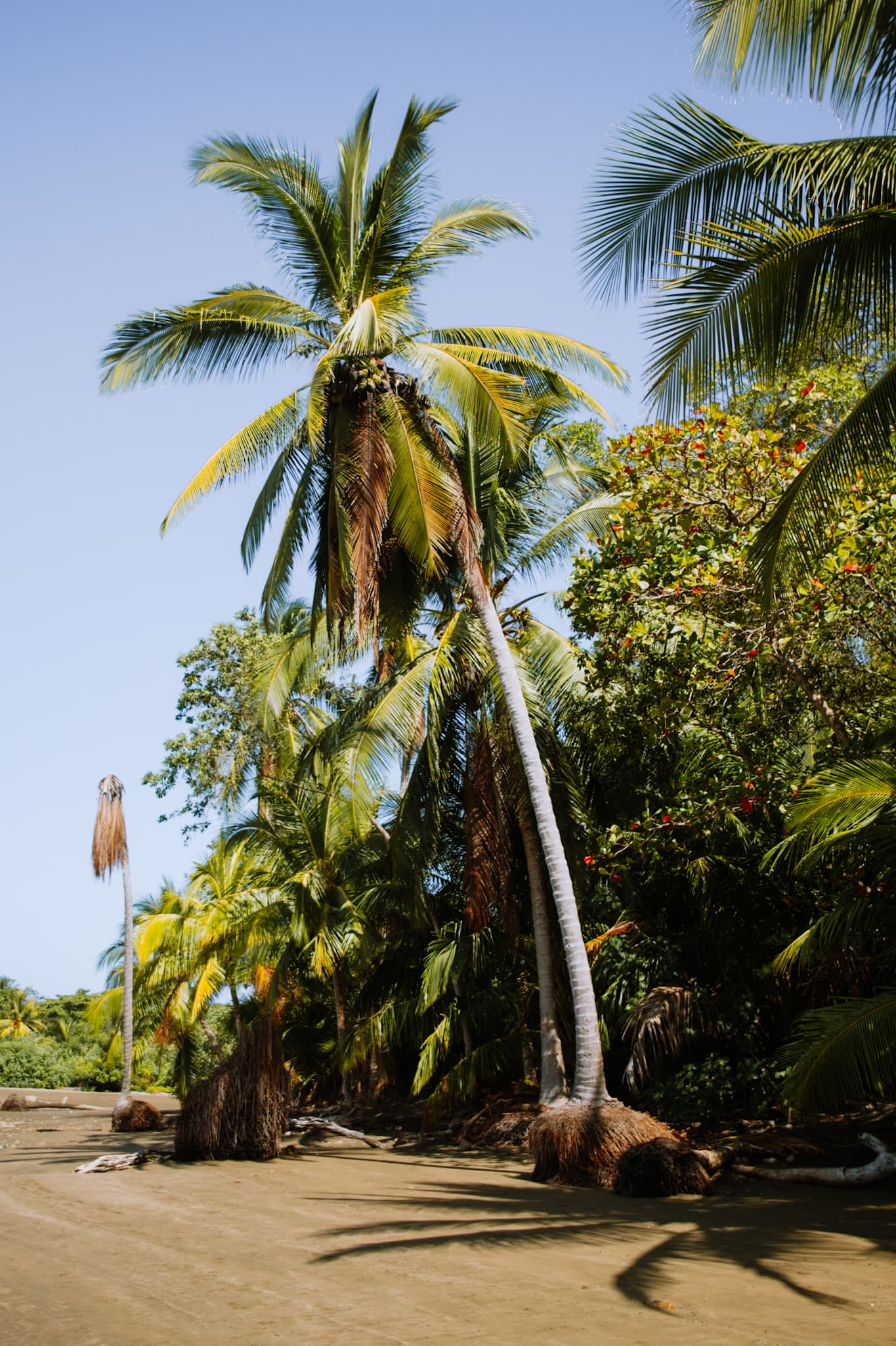 uvita costa rica