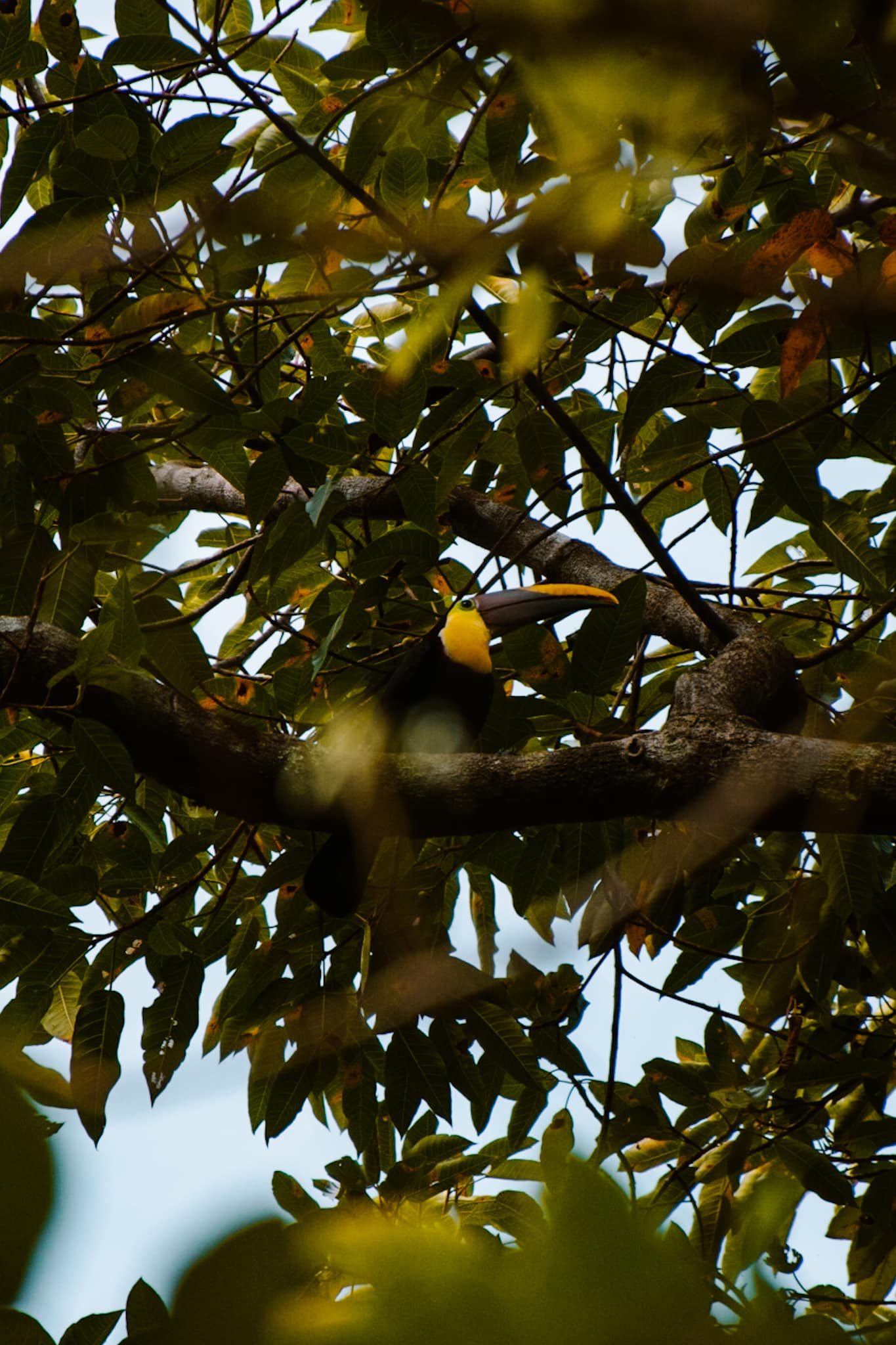 uvita costa rica