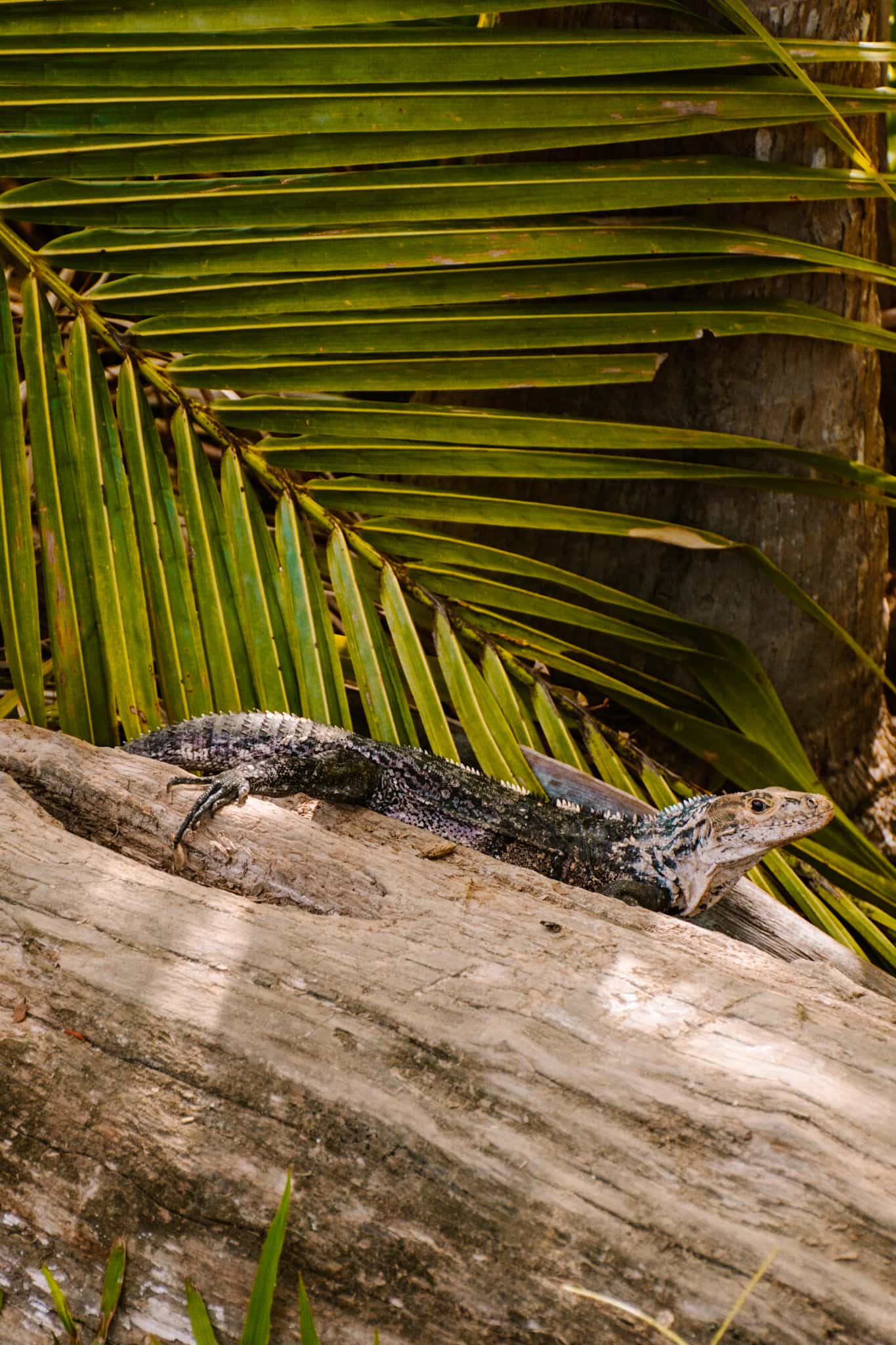 uvita costa rica