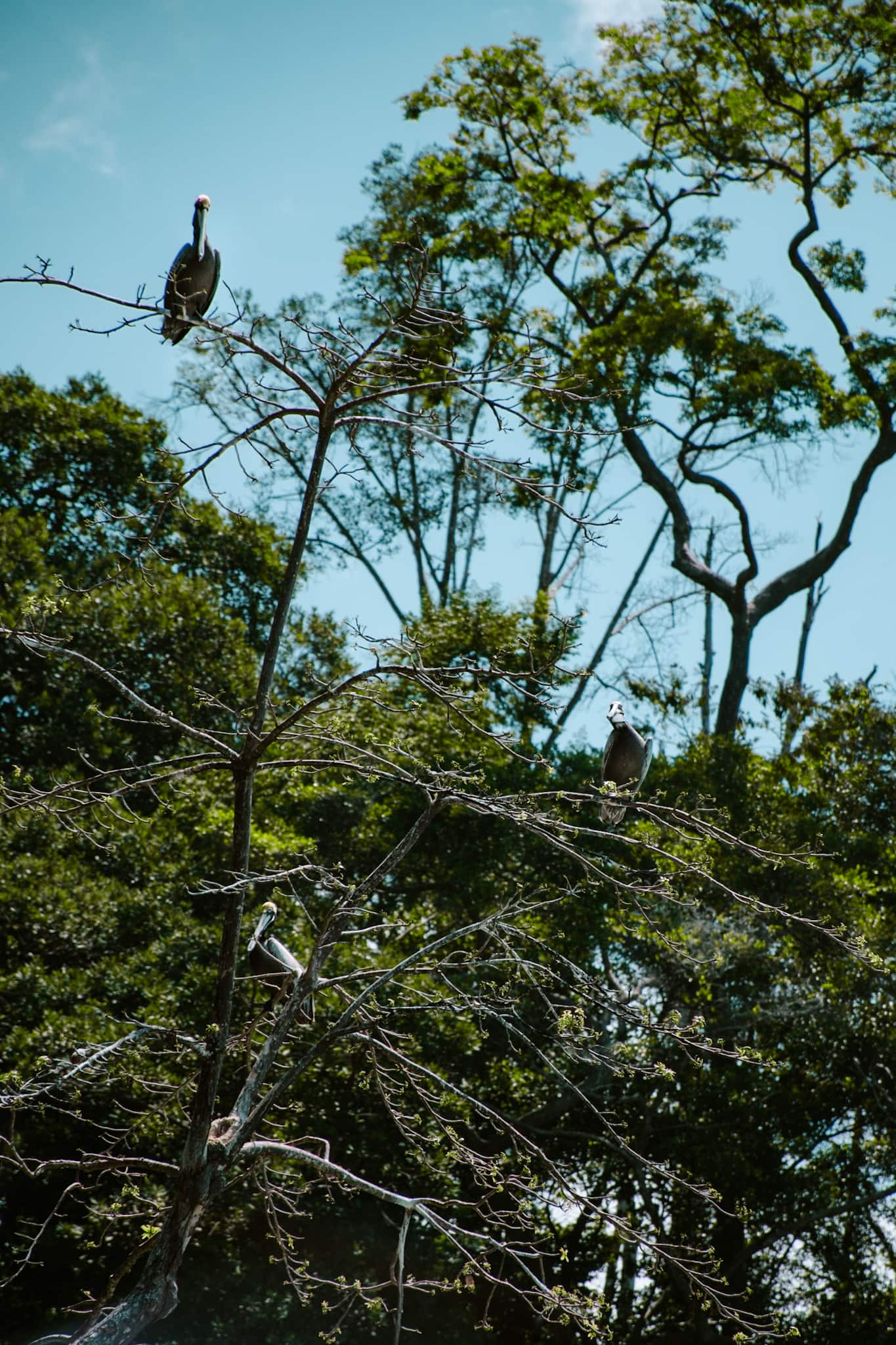 uvita costa rica