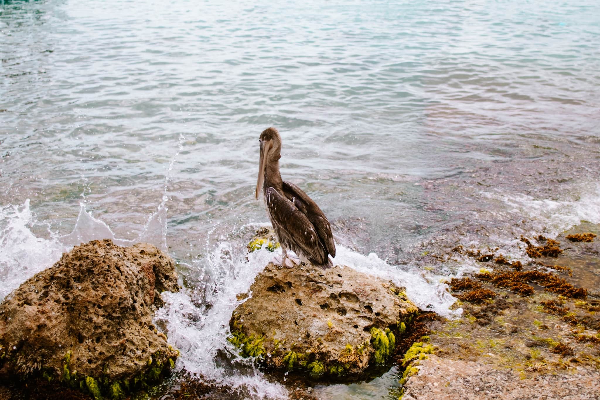 curacao beaches abc islands caribbean