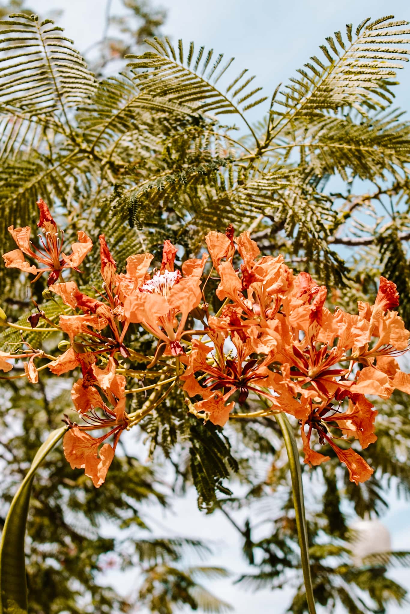 ponce puerto rico