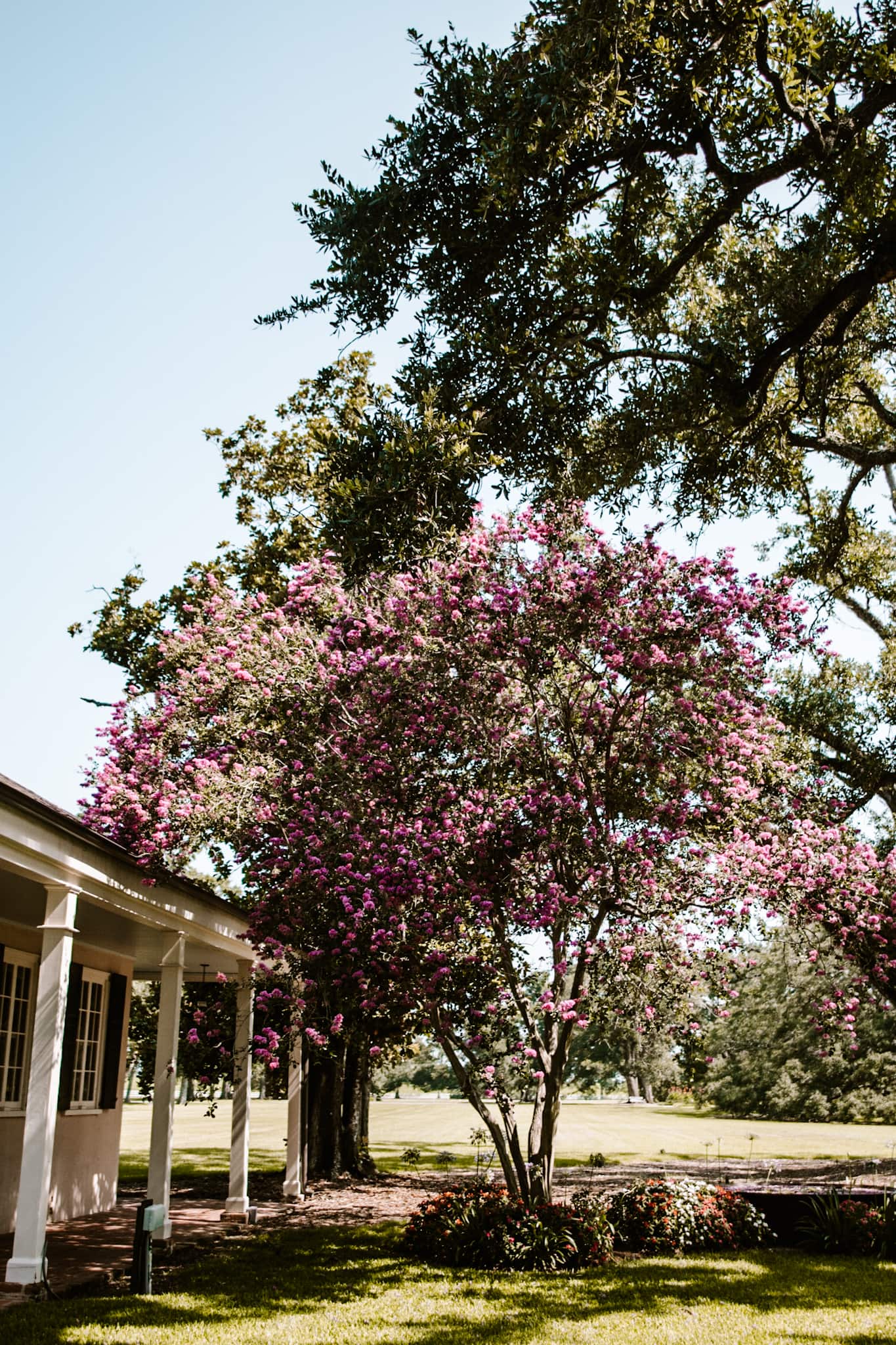 oak alley plantation new orleans louisiana usa united states of america