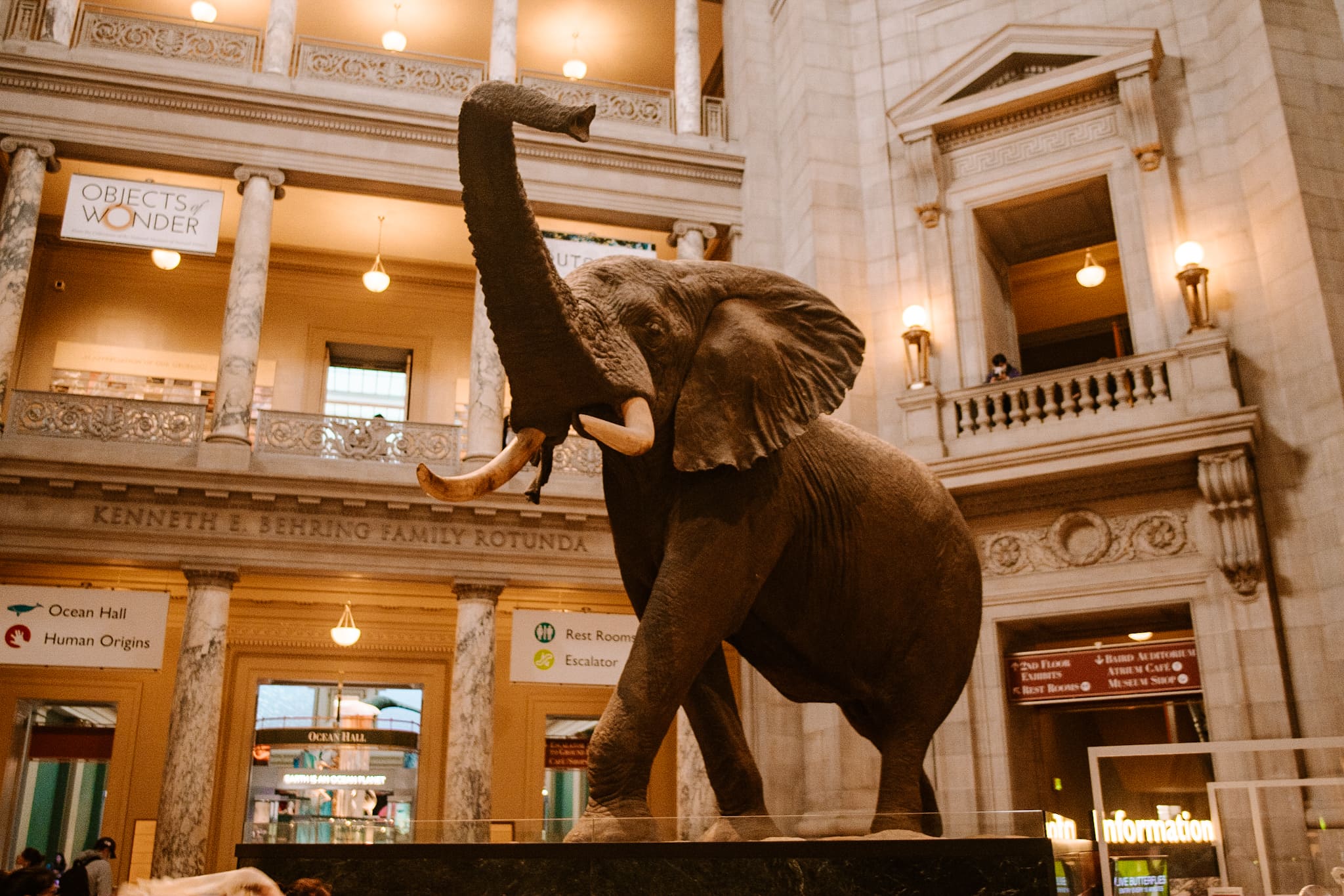 washington dc natural history museum usa united states of america