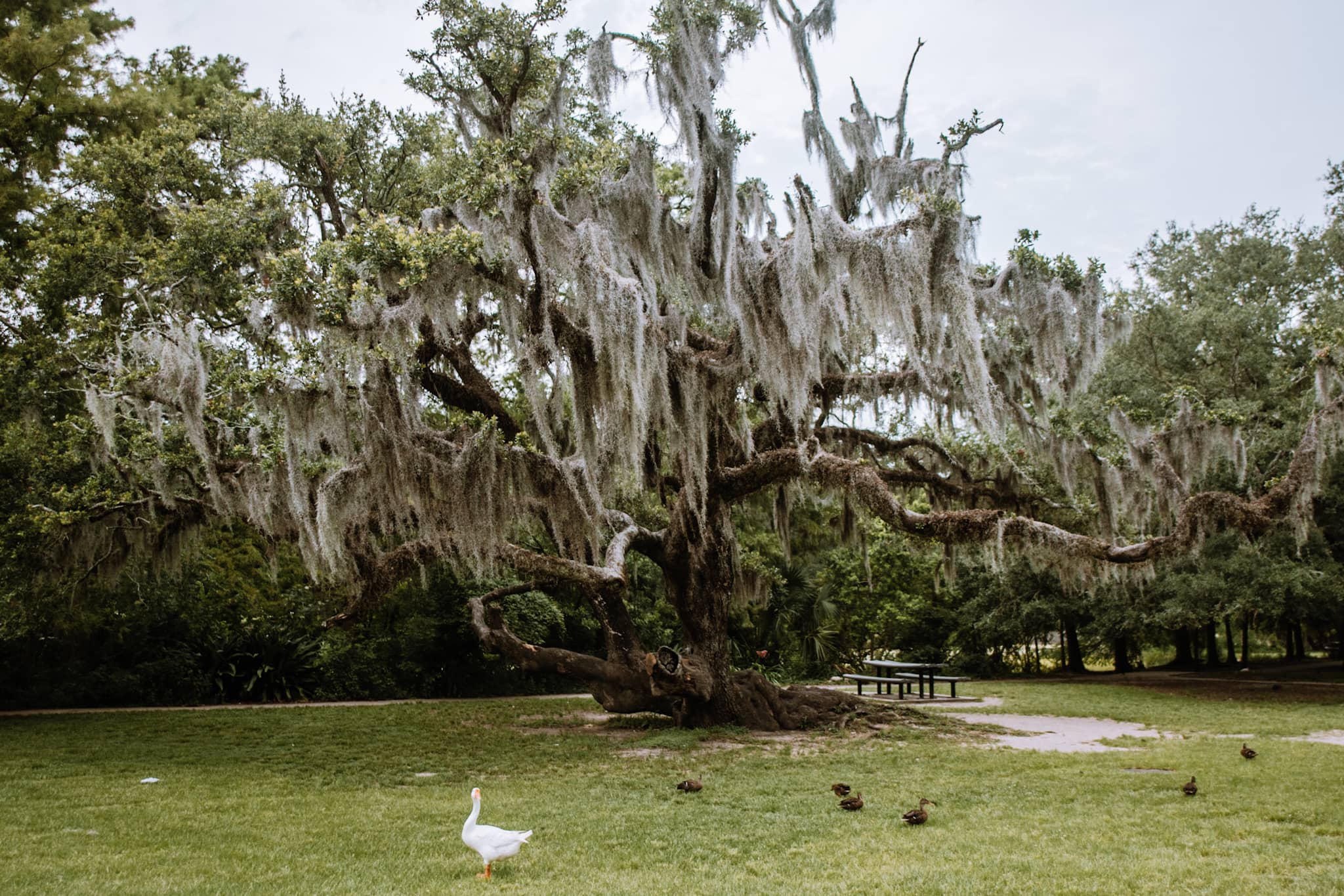 new orleans city park usa united states of america