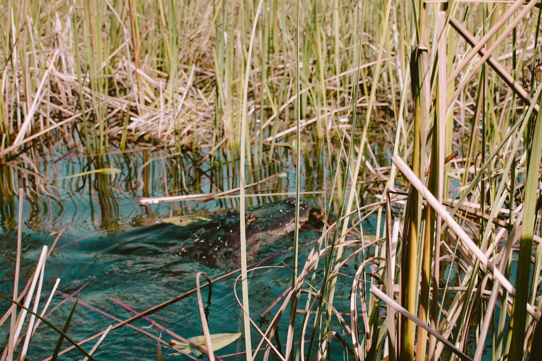 miami florida everglades alligators usa united states of america