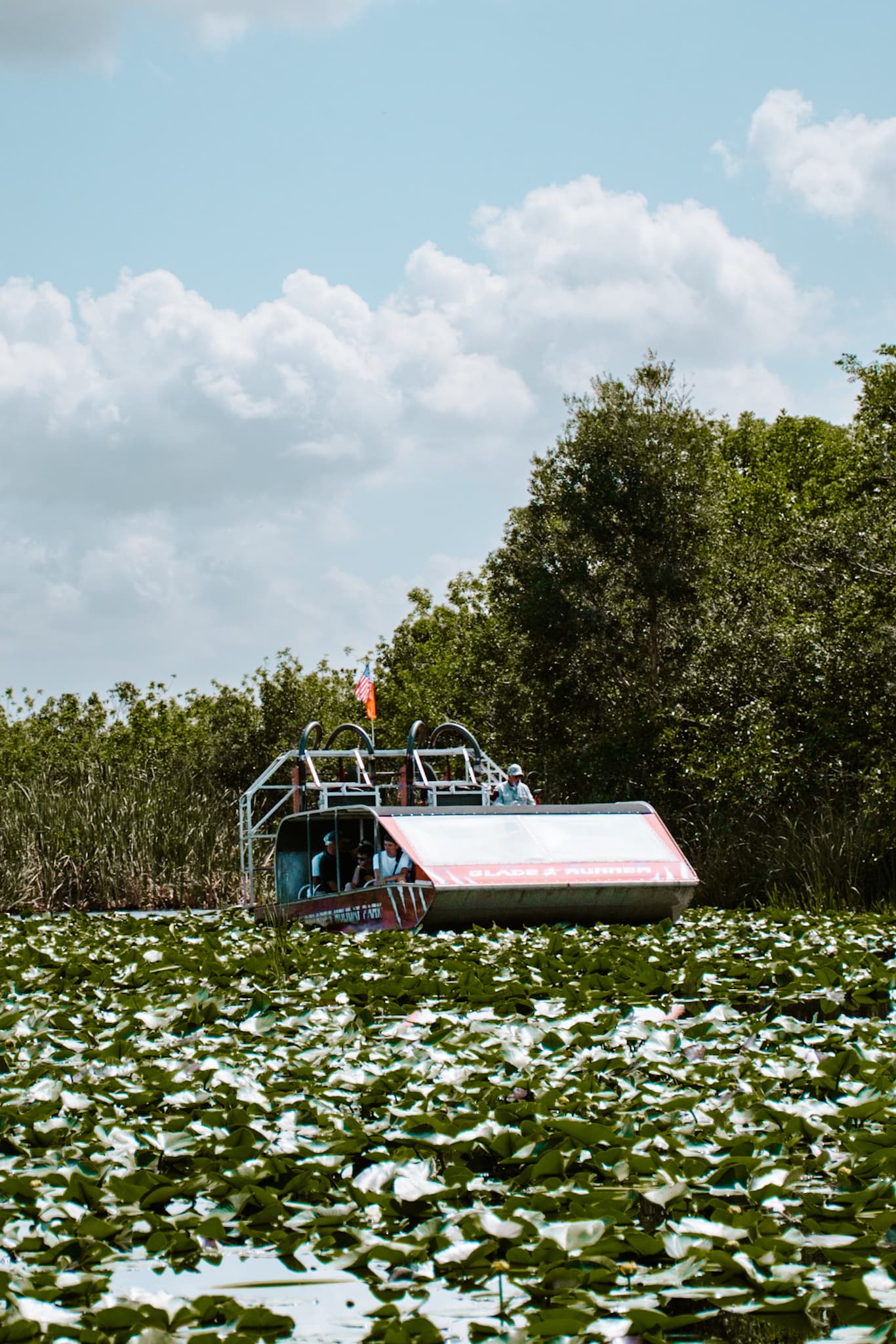 miami florida everglades alligators usa united states of america