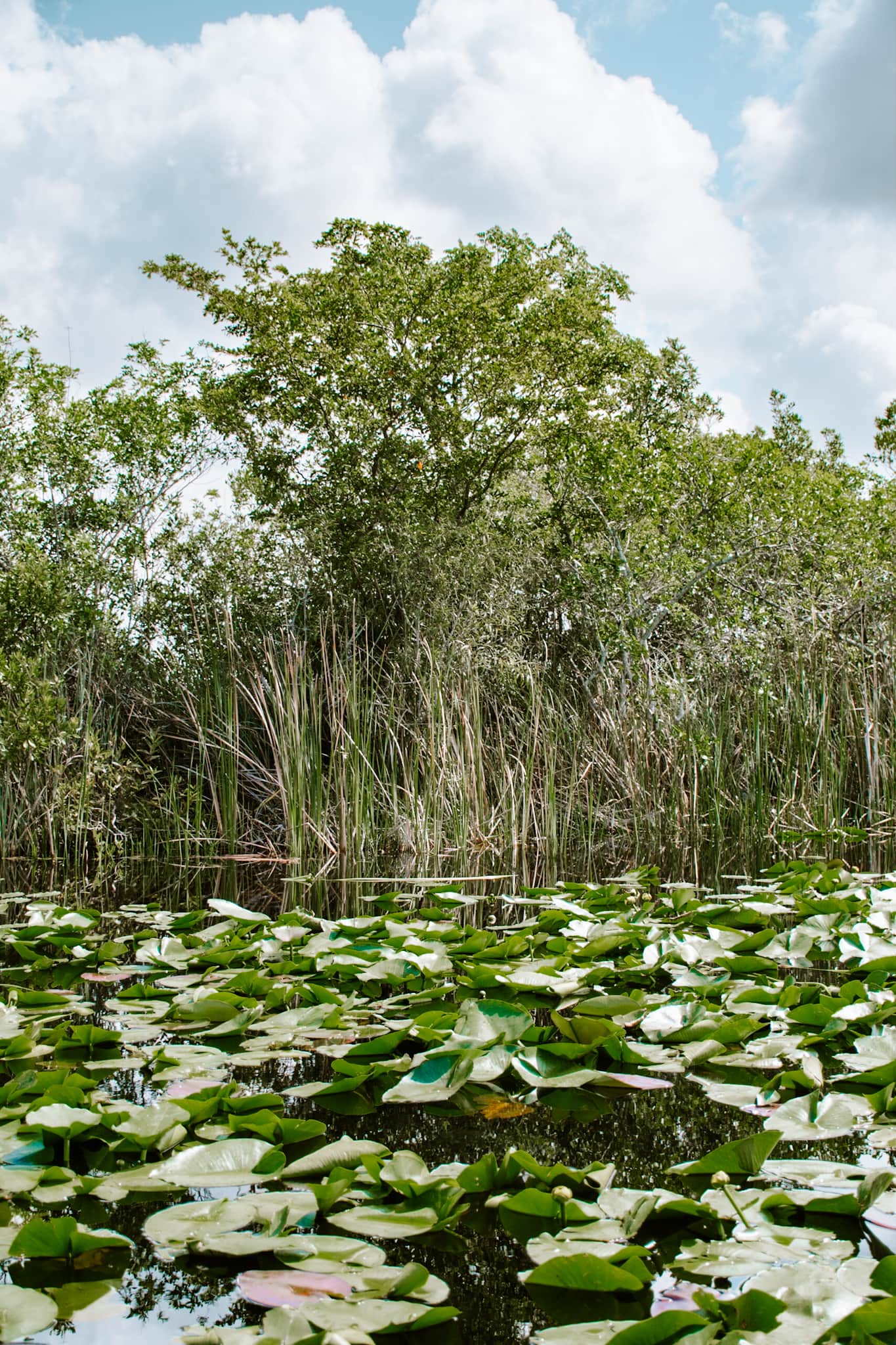 miami florida everglades alligators usa united states of america