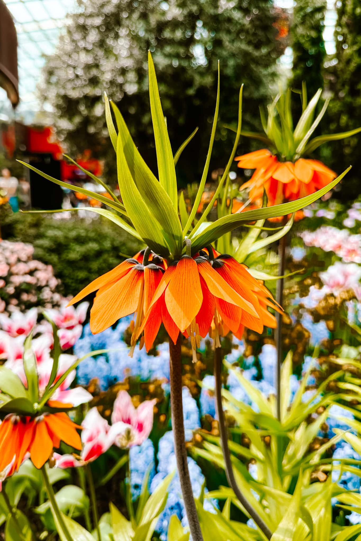 singapore flower dome