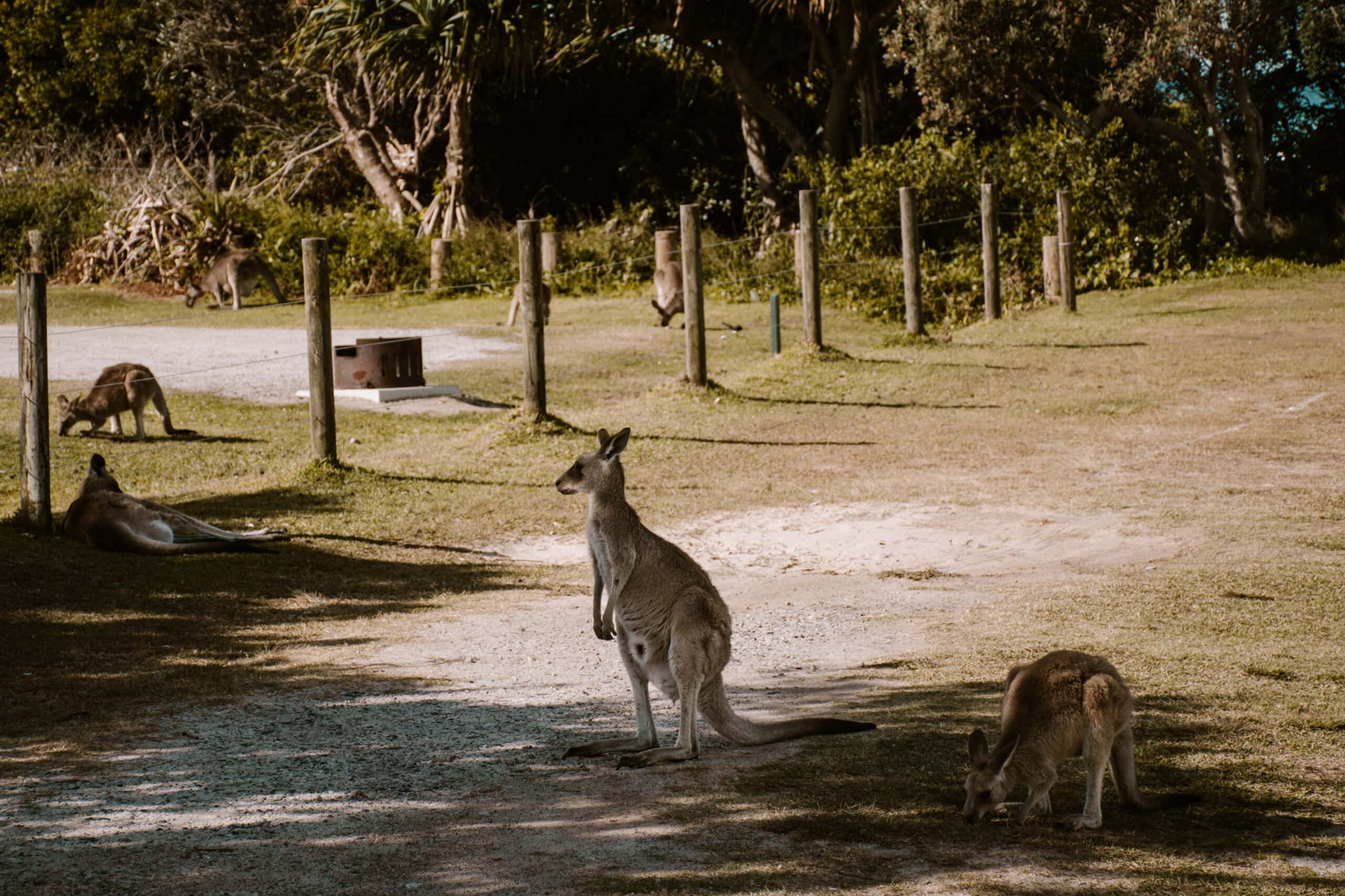 Australia Campervan Road Trip: 14 Best Places and Beaches From Brisbane to Sydney cairns