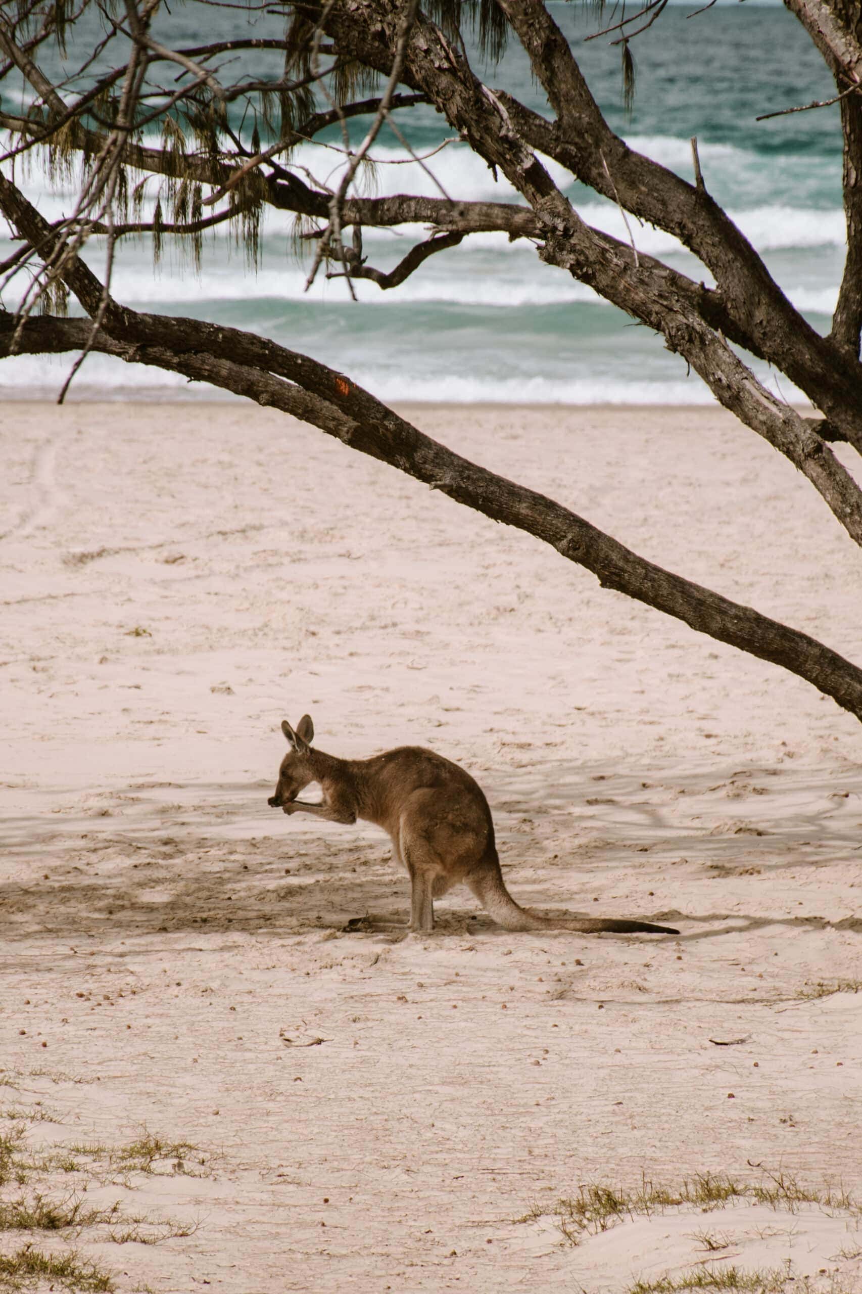 Australia Road Trip: Campervan Tips & Travel Guide cairns