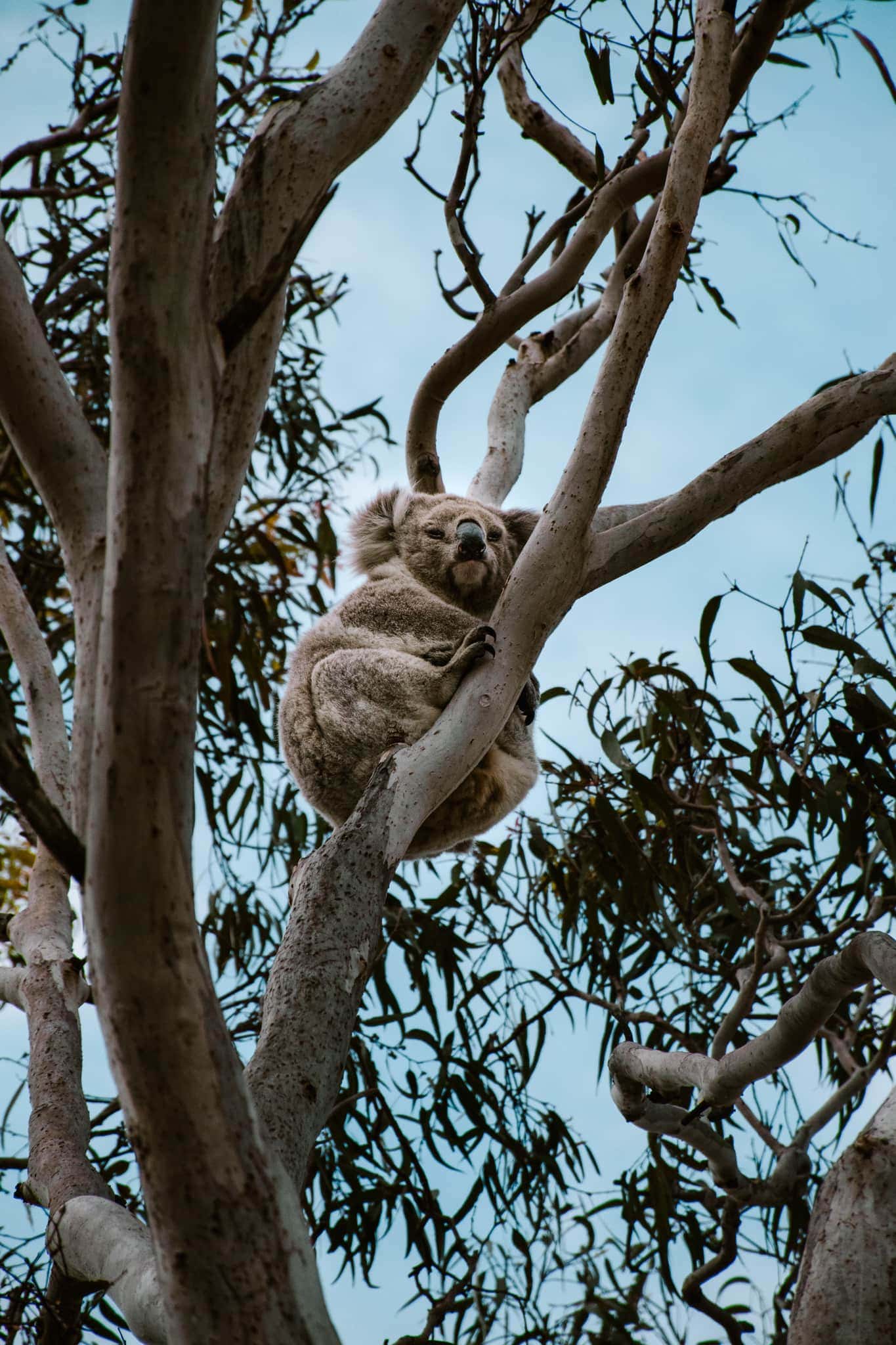 Australia Road Trip: Campervan Tips & Travel Guide cairns