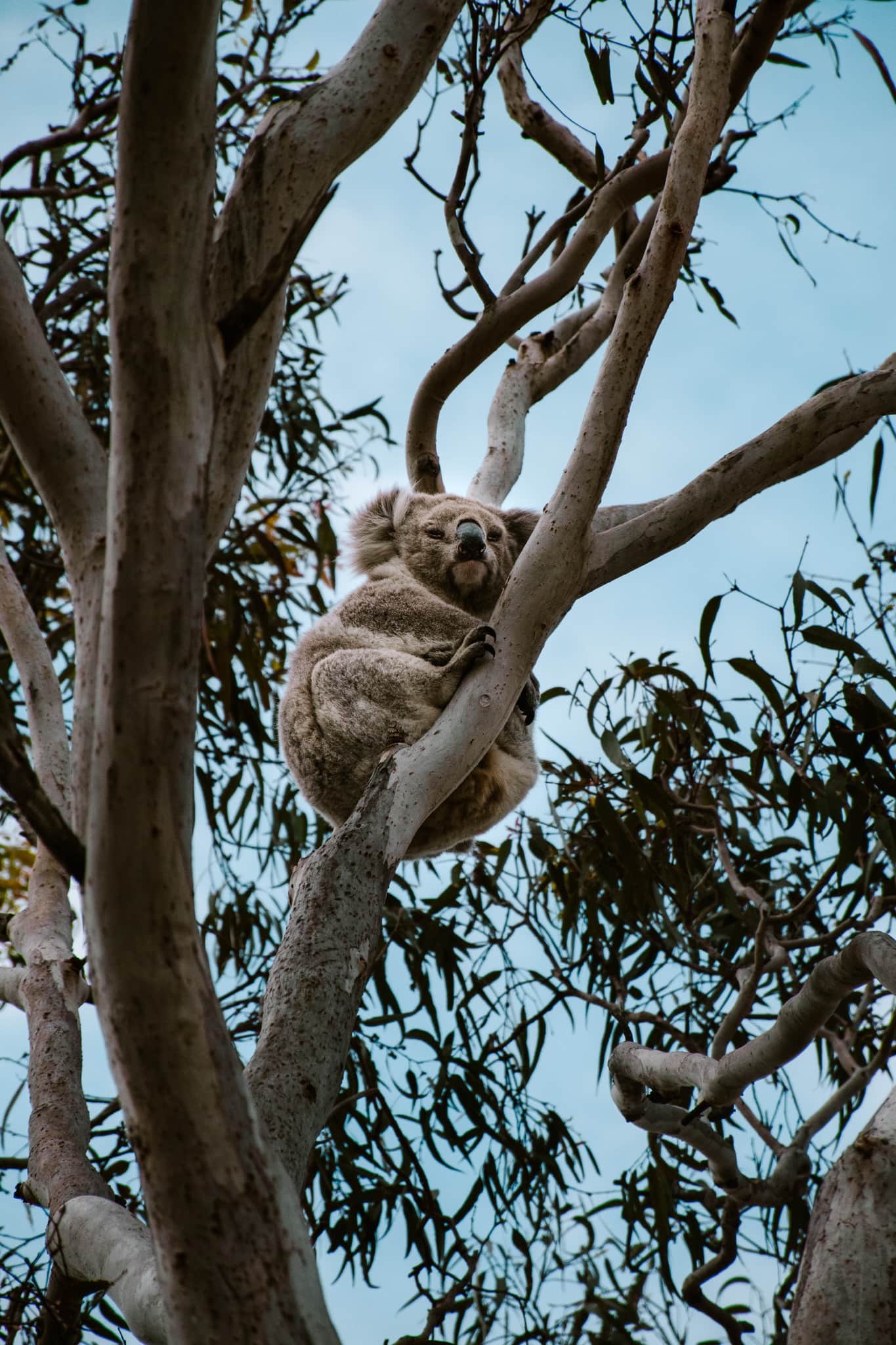 Australia Campervan Road Trip: 11 Best Places and Beaches From Sydney to Melbourne cairns