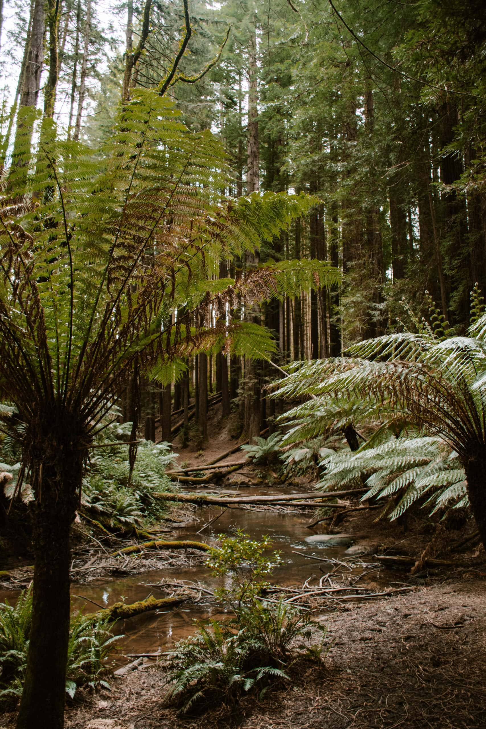 Australia Campervan Road Trip: 14 Best Places and Beaches From Melbourne to Adelaide cairns