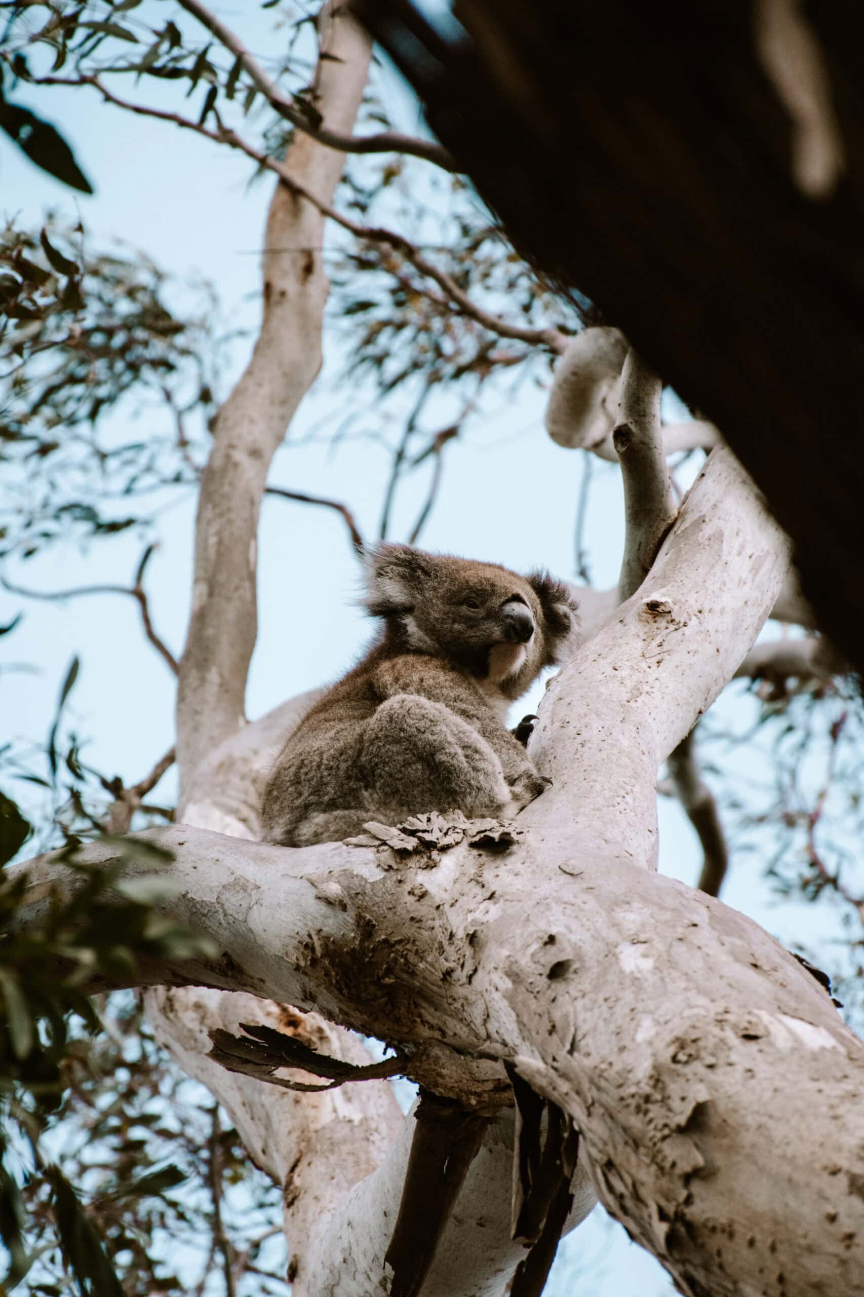 Australia Campervan Road Trip: 14 Best Places and Beaches From Melbourne to Adelaide cairns