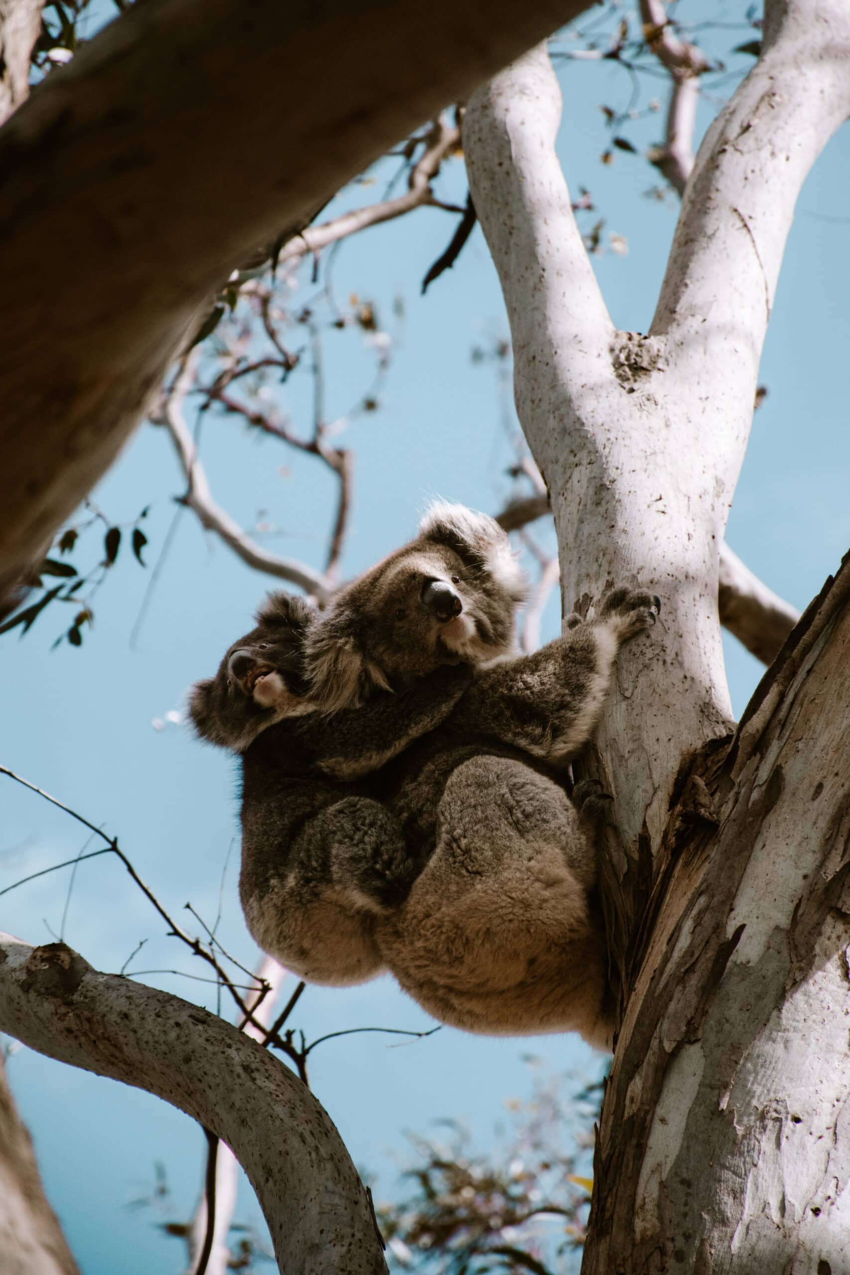 Australia Campervan Road Trip: 14 Best Places and Beaches From Melbourne to Adelaide cairns