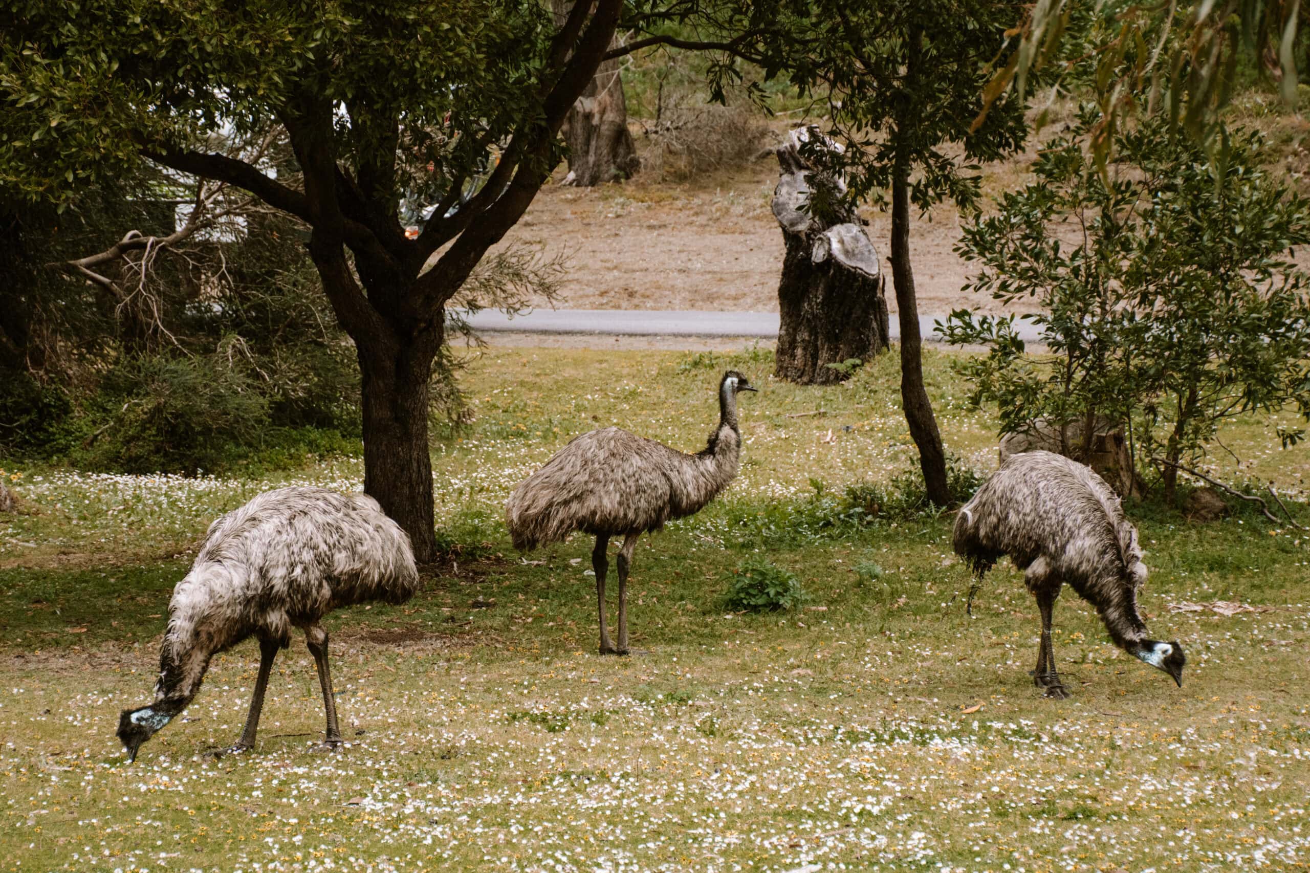 Australia Campervan Road Trip: 14 Best Places and Beaches From Melbourne to Adelaide cairns