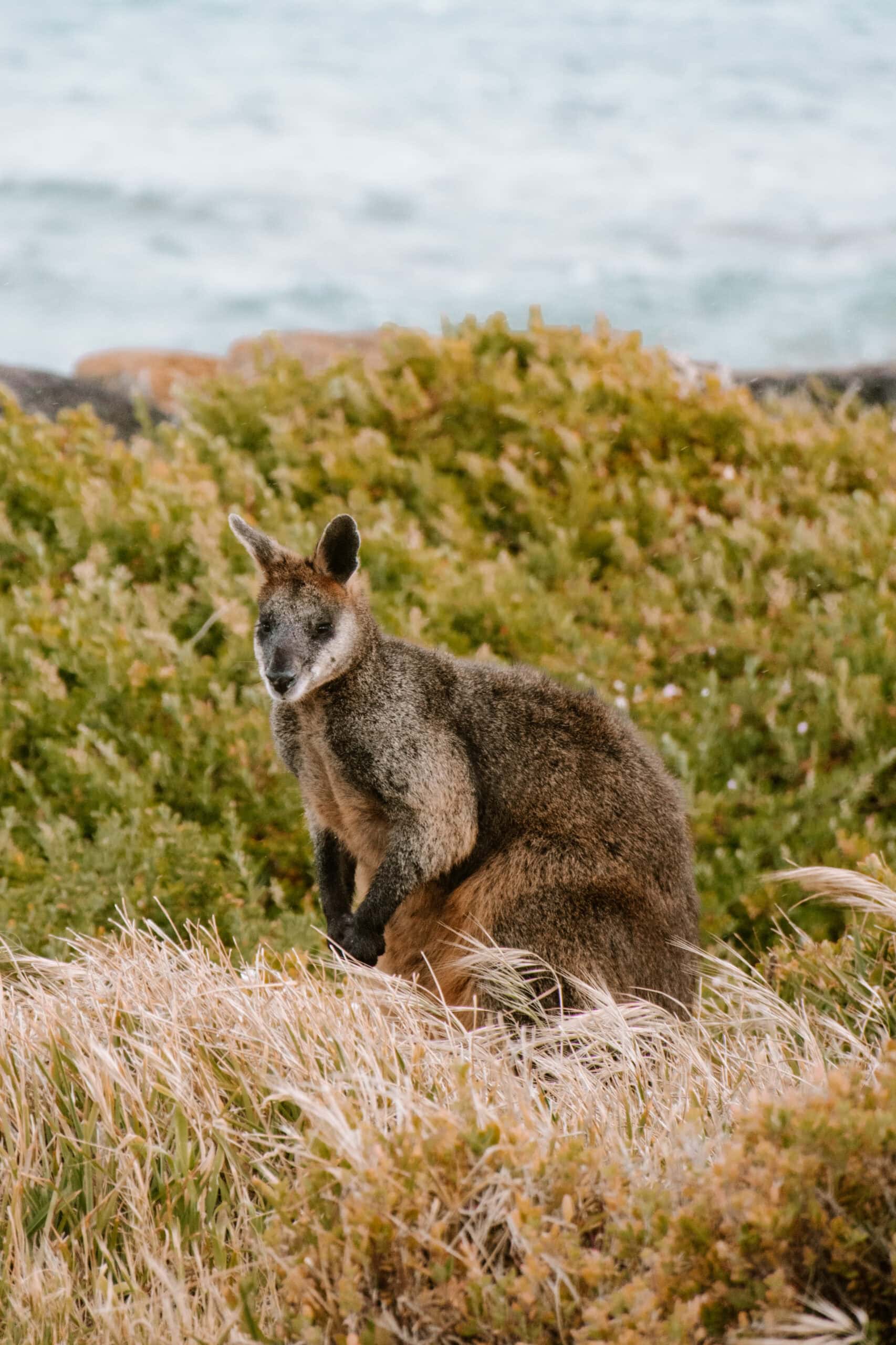 Australia Campervan Road Trip: 14 Best Places and Beaches From Melbourne to Adelaide cairns