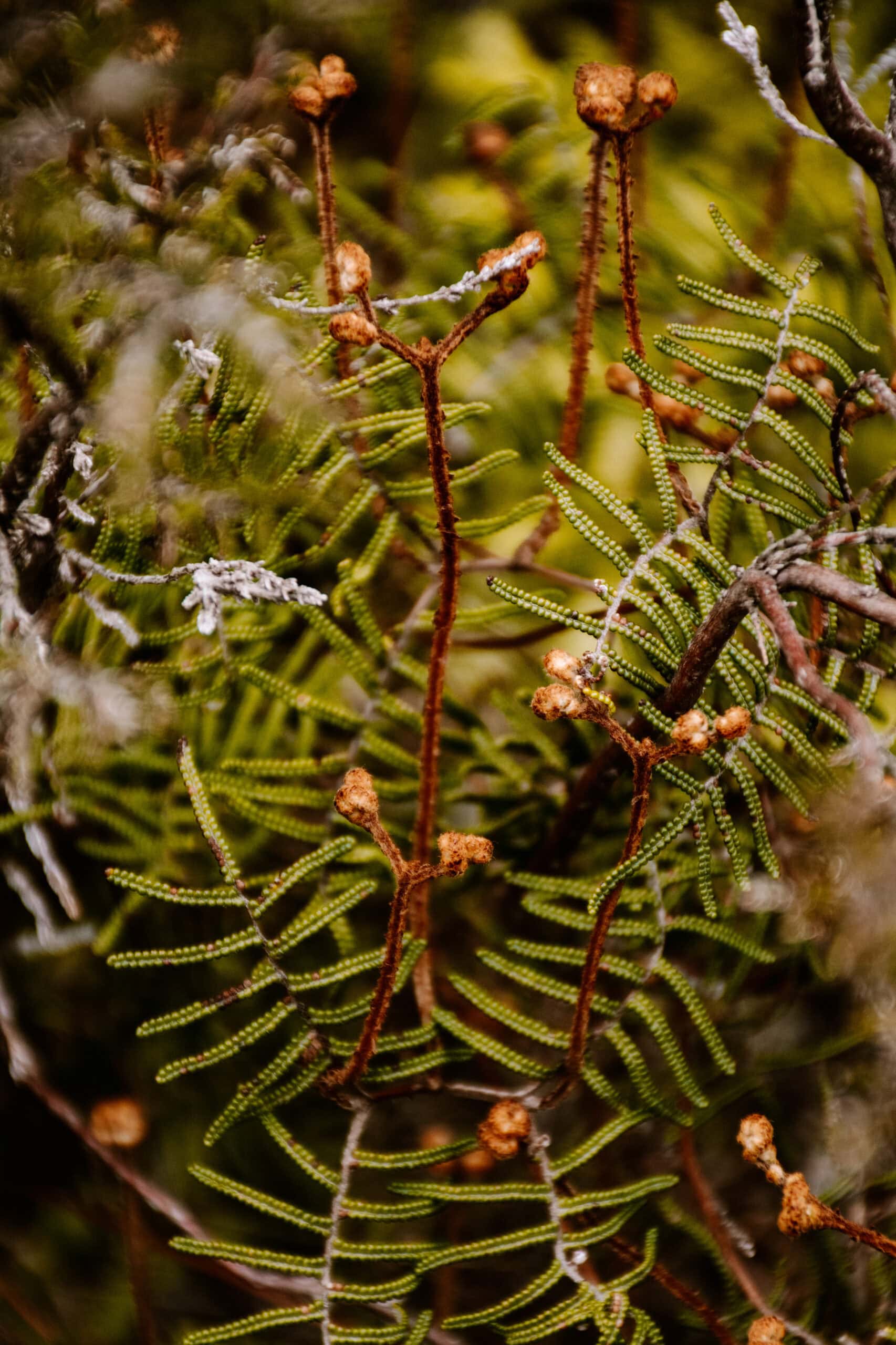 new zealand north island