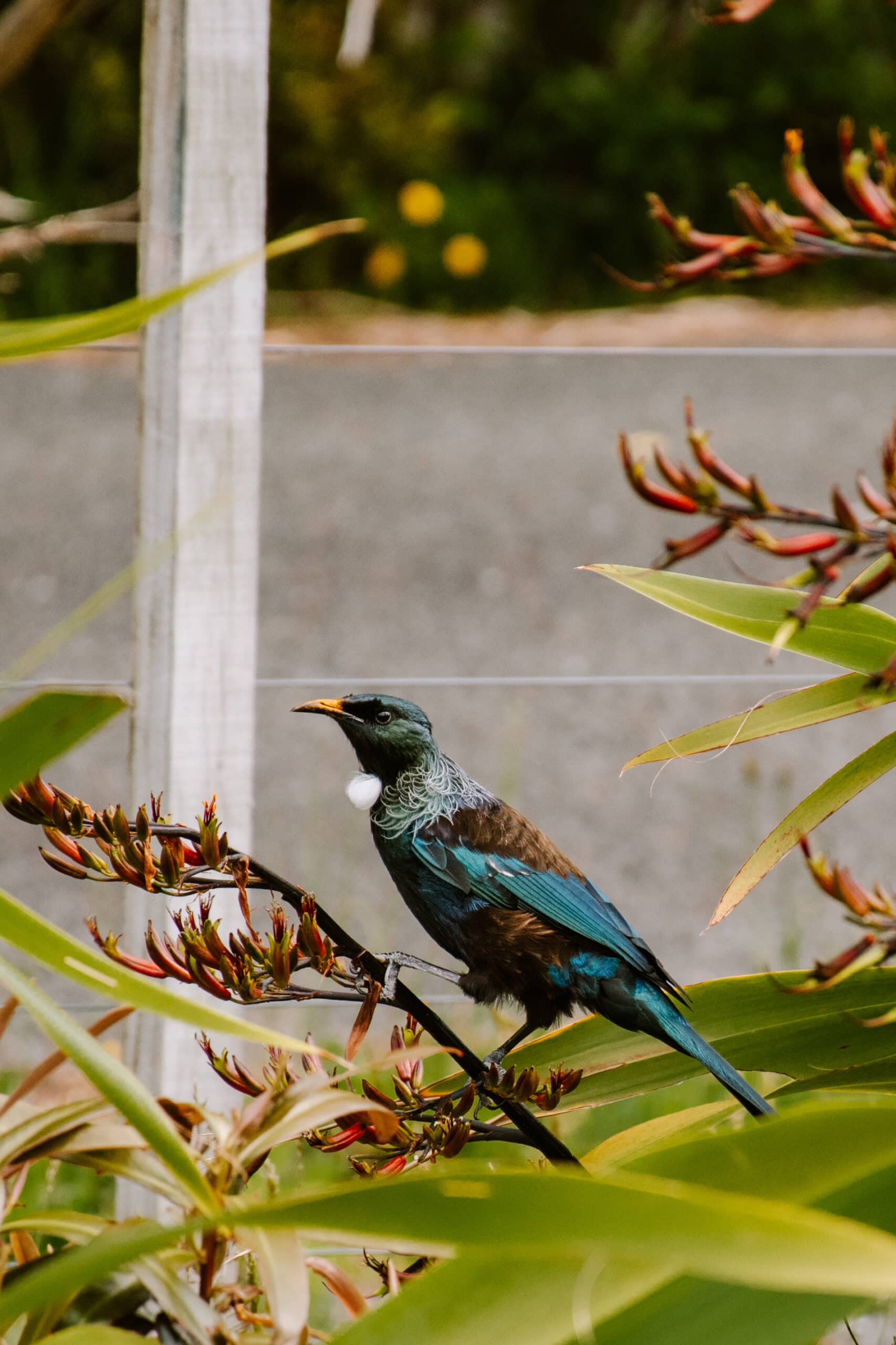 new zealand north island